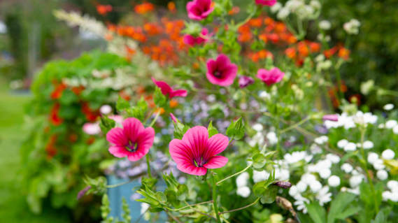 Grawell Park Village Retirement Villages In East Sussex Flowers